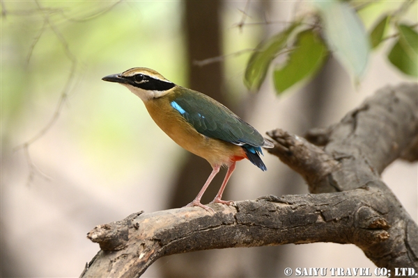 Indian Pitta