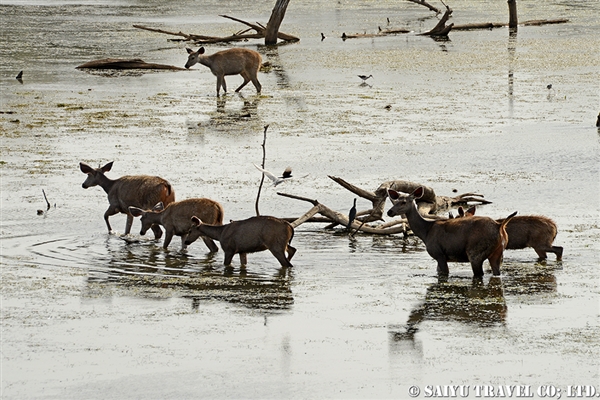 Sambar