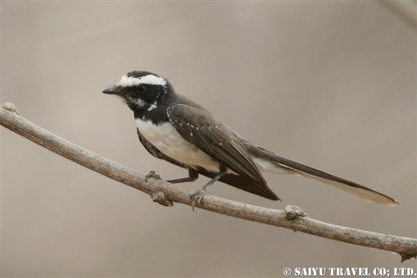 White-browed fantail