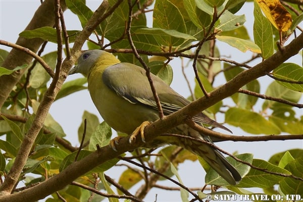 Yellow footed green Pigeon