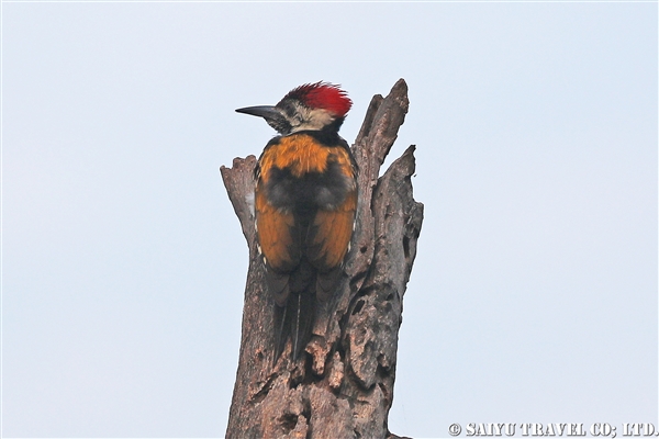 ●Lesser Goldenback ヒメコガネゲラ (1)