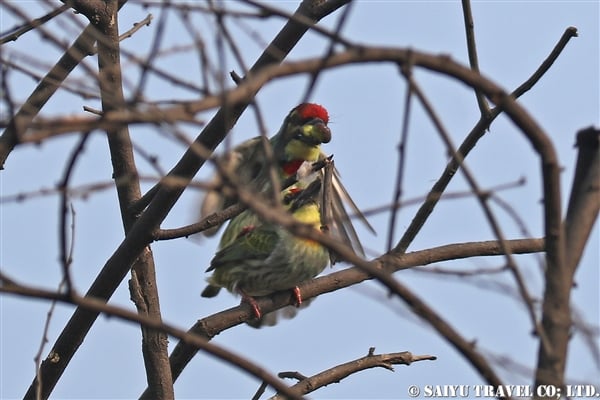 ●Coppersmith Barbet ムネアカゴシキドリ007A8094