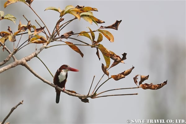 ●White-throated Kingfisher アオショウビン　007A9720