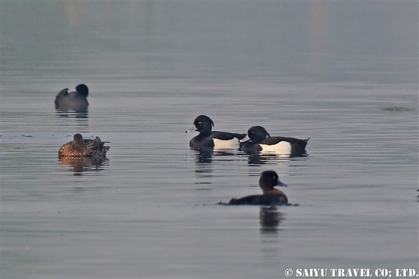 ●Tufted Duck キンクロハジロ007A8008