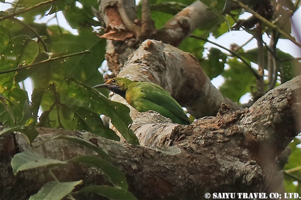 ●Golden-fronted Leafbird キビタイコノハドリ　007A9086