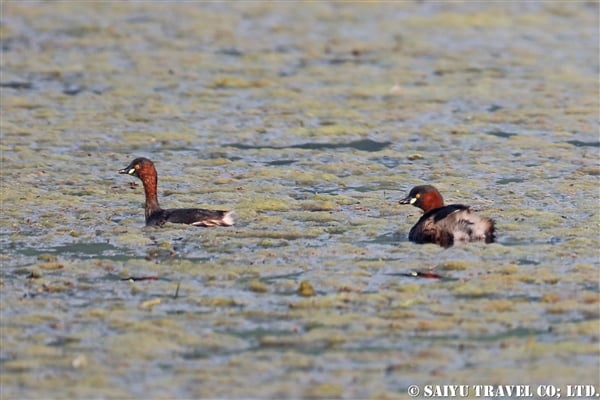 ●Little Grebe カイツムリ007A7988