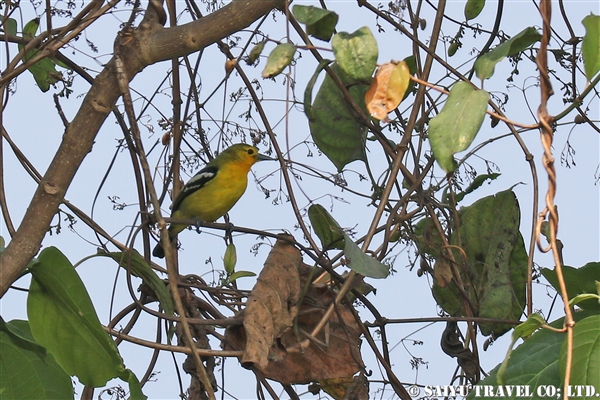 ●Common Iora ヒメコノハドリ　007A9631