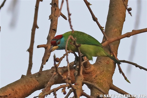 ●Blue-throated Barbet アオノドゴシキドリ　007A9386