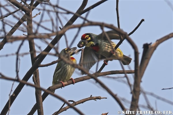 ●Coppersmith Barbet ムネアカゴシキドリ007A8083