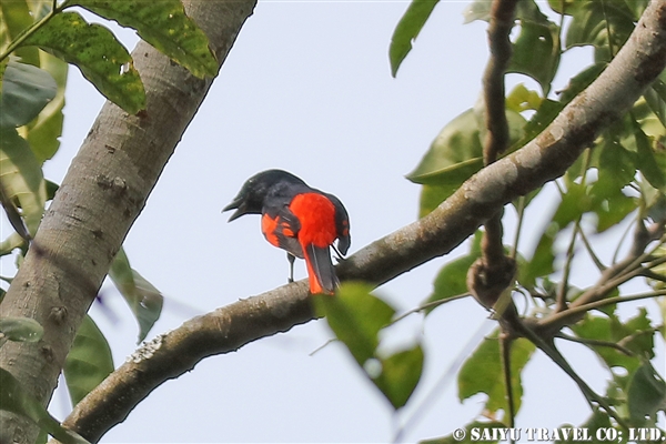 ●Scarler Minivet ヒイロサンショウクイ　007A9082