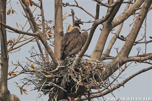 ●White-rumped Vulture ベンガルハゲワシ　007A9712