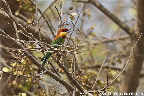 ●Chestnut-headed Bee-eater チャガシラハチクイ007A9041