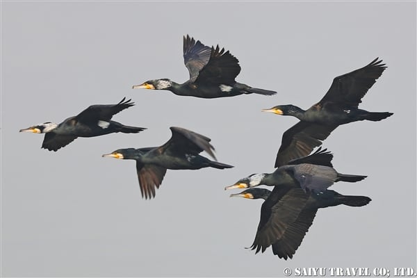 ●Great Cormorant カワウ　007A0181