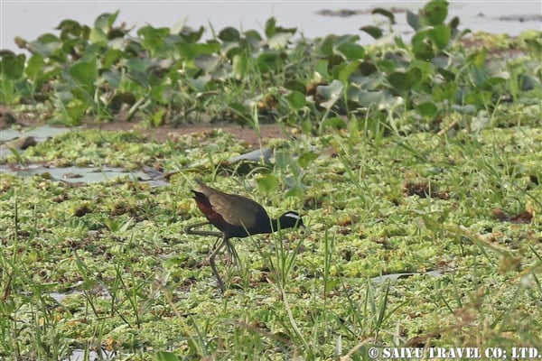 ●Bronze-winged Jacana アジアレンカク　007A0155