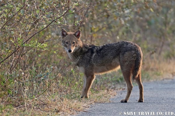 ●Asian Golden Jackal キンイロオオカミ9007A0037