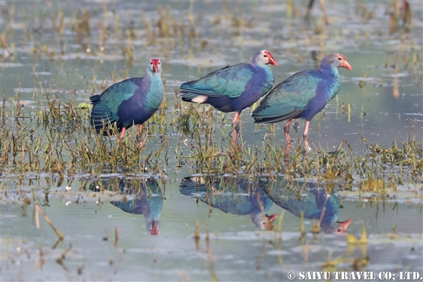 ●Purple Swamphen セイケイ007A7947