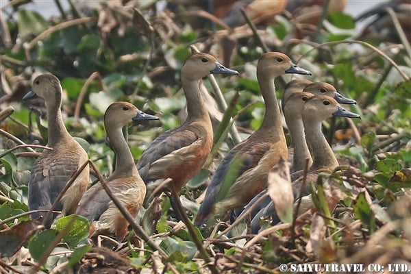 ●Lesser Whistling-duck リュウキュウガモ　007A9727