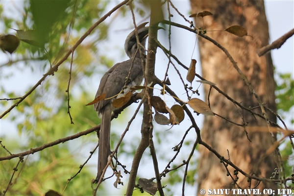 ●Indian Grey Hornbill インドコサイチョウ　007A9545