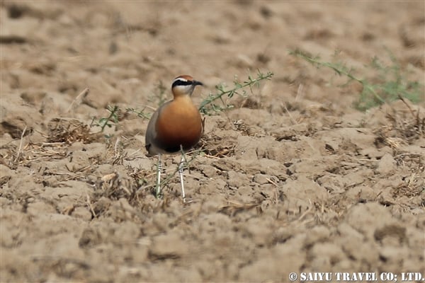 ●Indian Courser インドスナバシリ007A8164