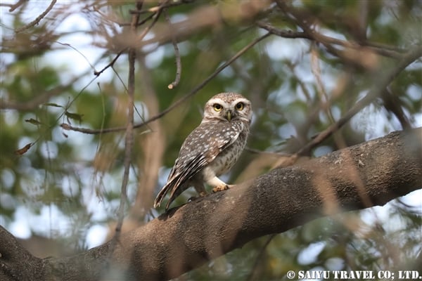 ●Spotted Owlet インドコキンメフクロウ007A8113