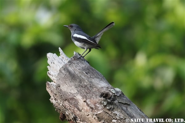 ●Oriental Magpie Robin シキチョウ　007A9489