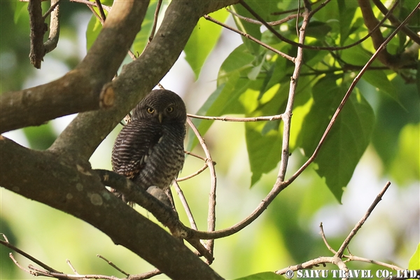 ●Jungle Owlet モリスズメフクロウ　007A9550