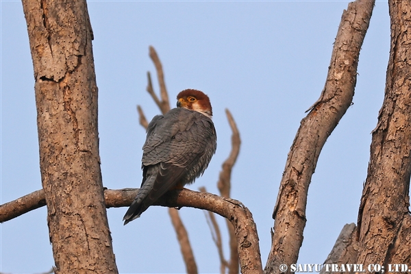 ●Red-necked Falcon アカガシラチョウゲンボウ　007A9422