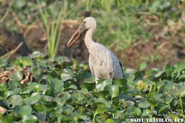 ●Asian Openbill シロスキハシコウ　007A9924