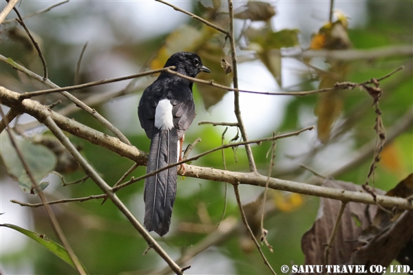 ●White-rumped Shama アカハラシキチョウ　007A9062