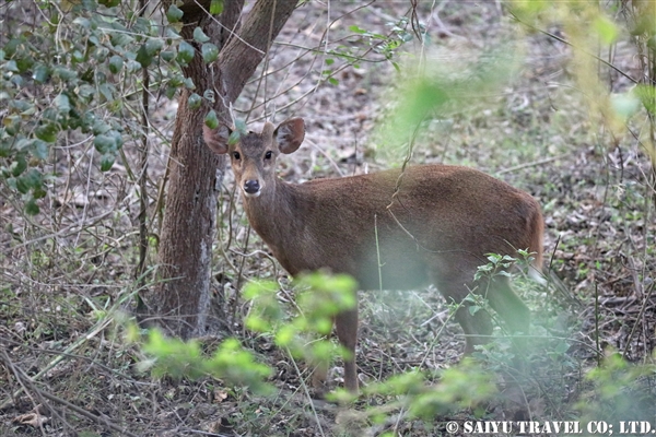 ●Hog Deer ホッグジカ　9007A0044