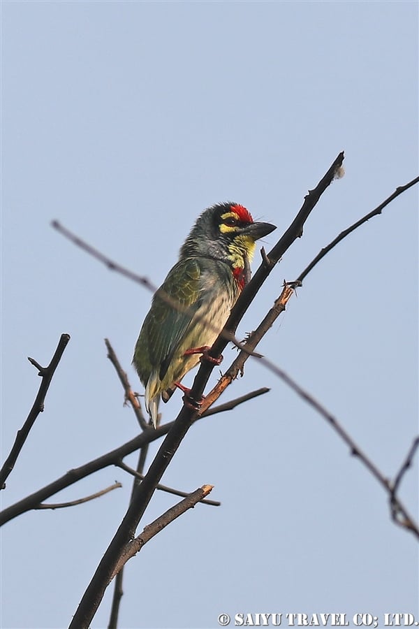 ●Coppersmith Barbet ムネアカゴシキドリ007A8049