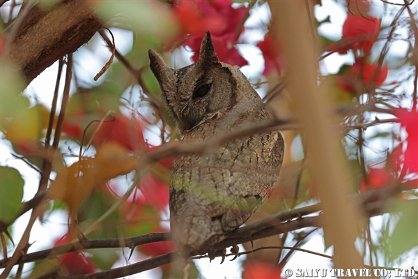 ●Indian Scops Owl インドオオコノハズク007A8131