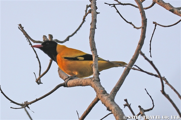 ●Black-hooded Oriole ズグロコウライウグイス　007A9398