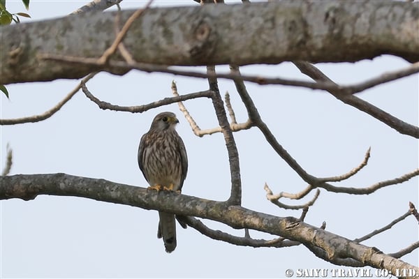 ●Common Kestrel チョウゲンボウ　007A9832