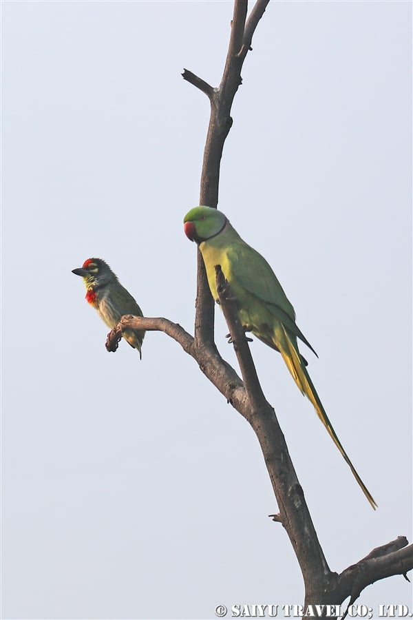 ●Coppersmith Barbet ムネアカゴシキドリ007A8031