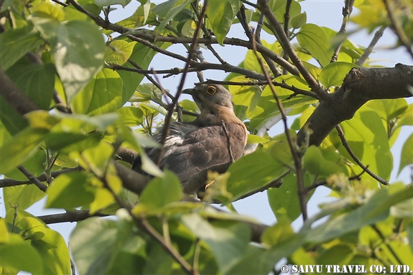 ●Common Hawk Cuckoo ハイタカジュウイチ　007A9607