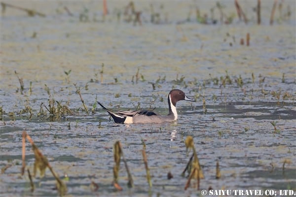 ●Northern Pintail　オナガガモ007A7960