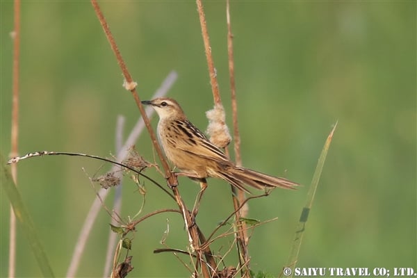 ●Striated Grassbird オニセッカ9007A0008