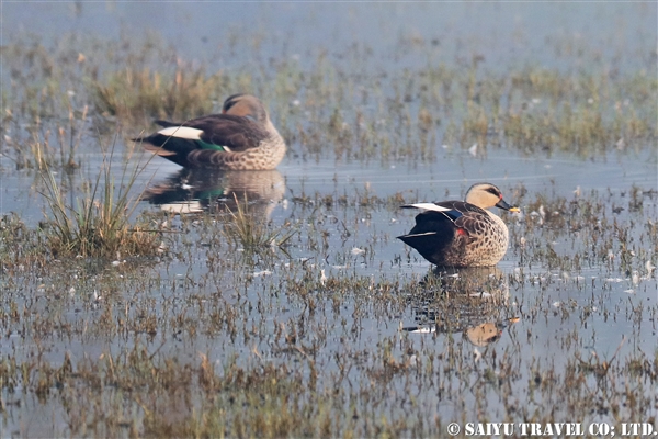 ●Indian Spotbilled Duck アカボシカルガモ007A7929