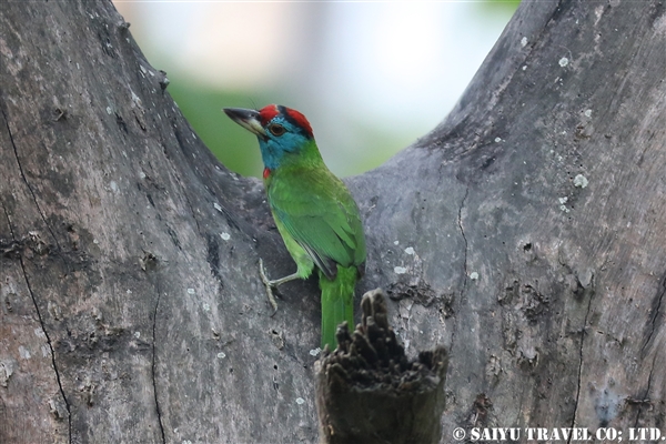 ●Blue-throated Barbet アオノドゴシキドリ　007A9503