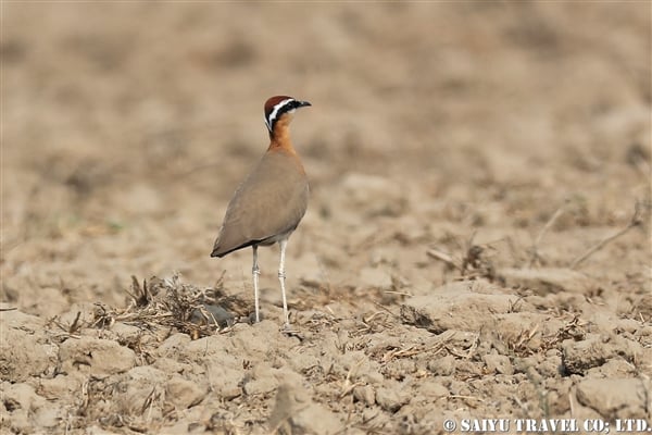 ●Indian Courser インドスナバシリ007A8173