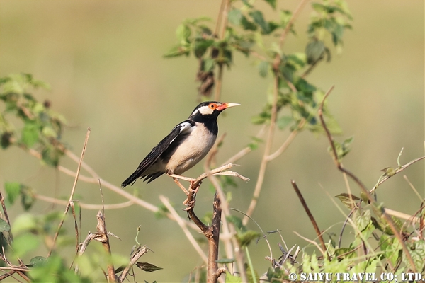 ●ASsian Pied Starling ホオジロムクドリ　007A9968