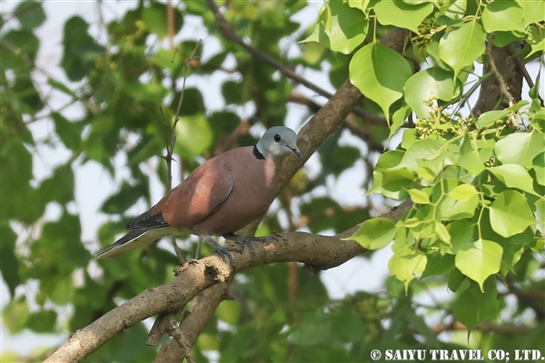 ●Red Collared Dove ベニバト　007A9624