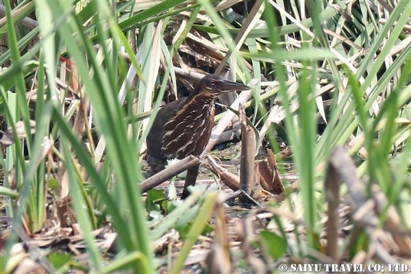 ●Black Bittern タカサゴクロサギ　若い鳥　007A9757