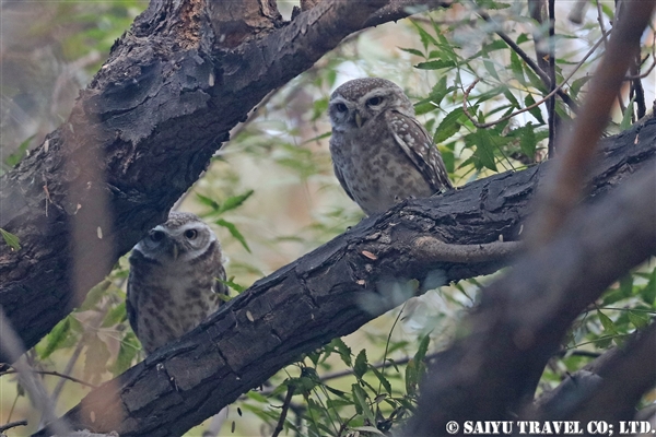 ●Spotted Owlet インドコキンメフクロウ (1)