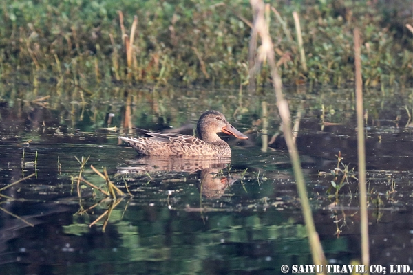 ●Northern Shoveler ハシビロガモ雌007A7967