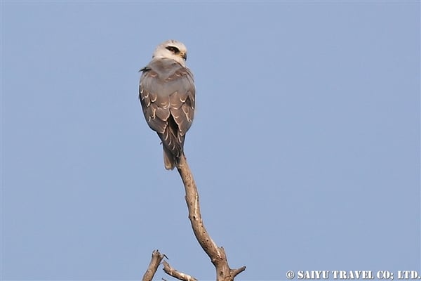 ●Black-winged Kite カタグロトビ　007A9494