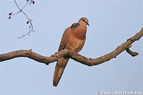 ●Spotted Dove カノコバト　007A9432