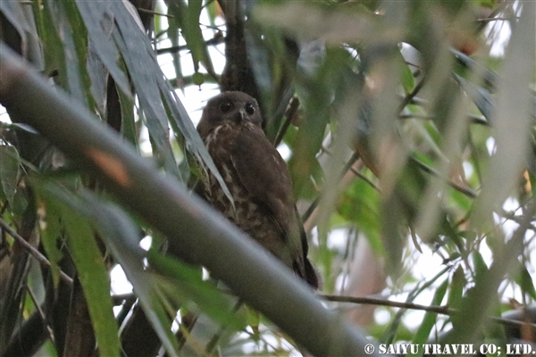 ●Brown Hawk Owl アオバズク　007A0090