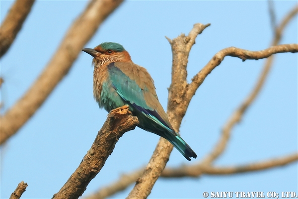 ●Indian Roller インドブッポウソウ　007A9444